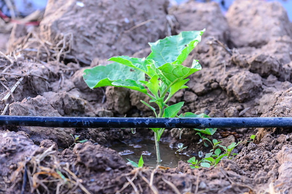 Druppelslang - 100m Inclusief Toebehoren - UV-bestendig