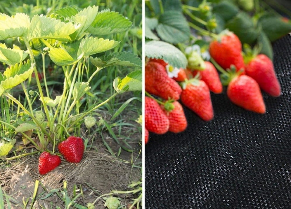 Agrotextiel - anti-worteldoek 70g/m2 - zwart - 1.6x50m