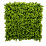 Kunsthaag Marie – Fresh Moss – 100 × 100 cm